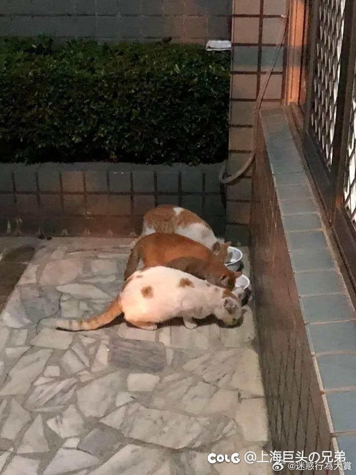 今日猫猫5.101