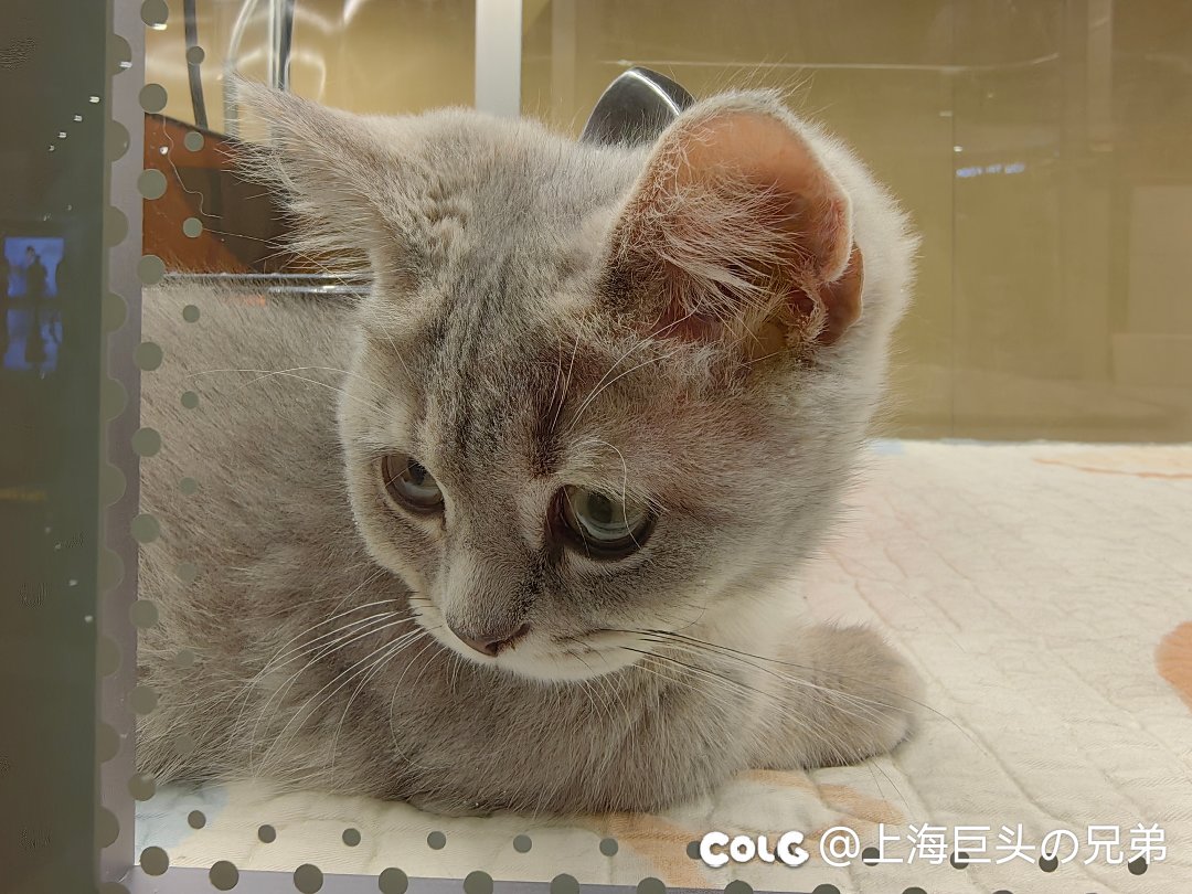 今日猫猫5.131