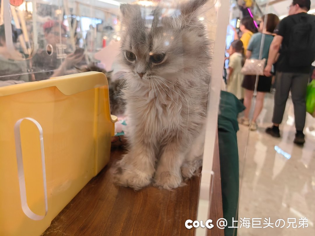 今日猫猫5.262