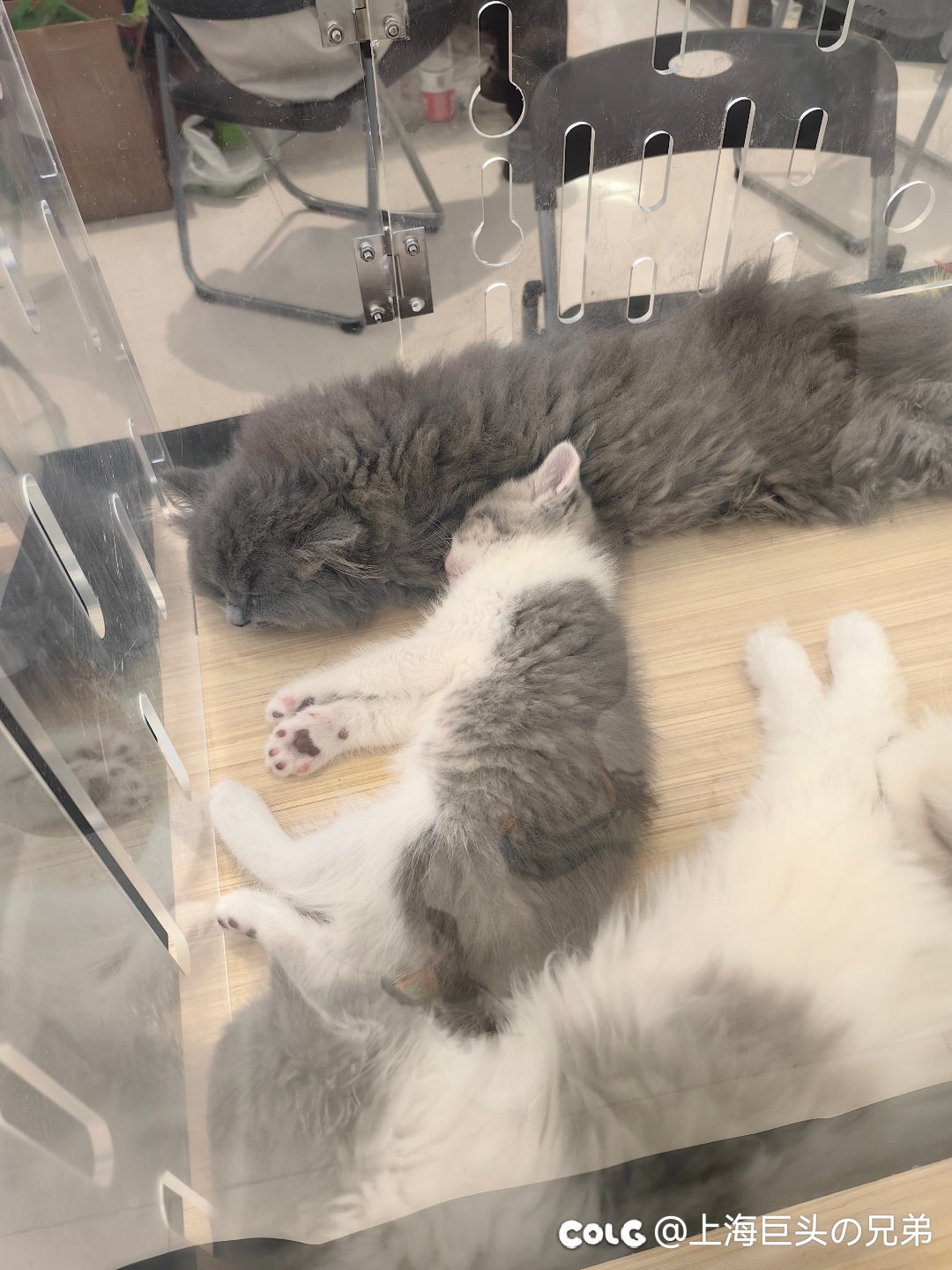 今日猫猫5.263