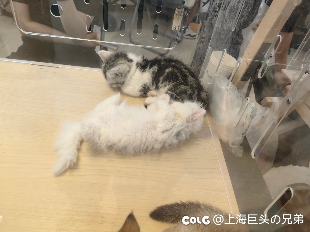 今日猫猫5.264