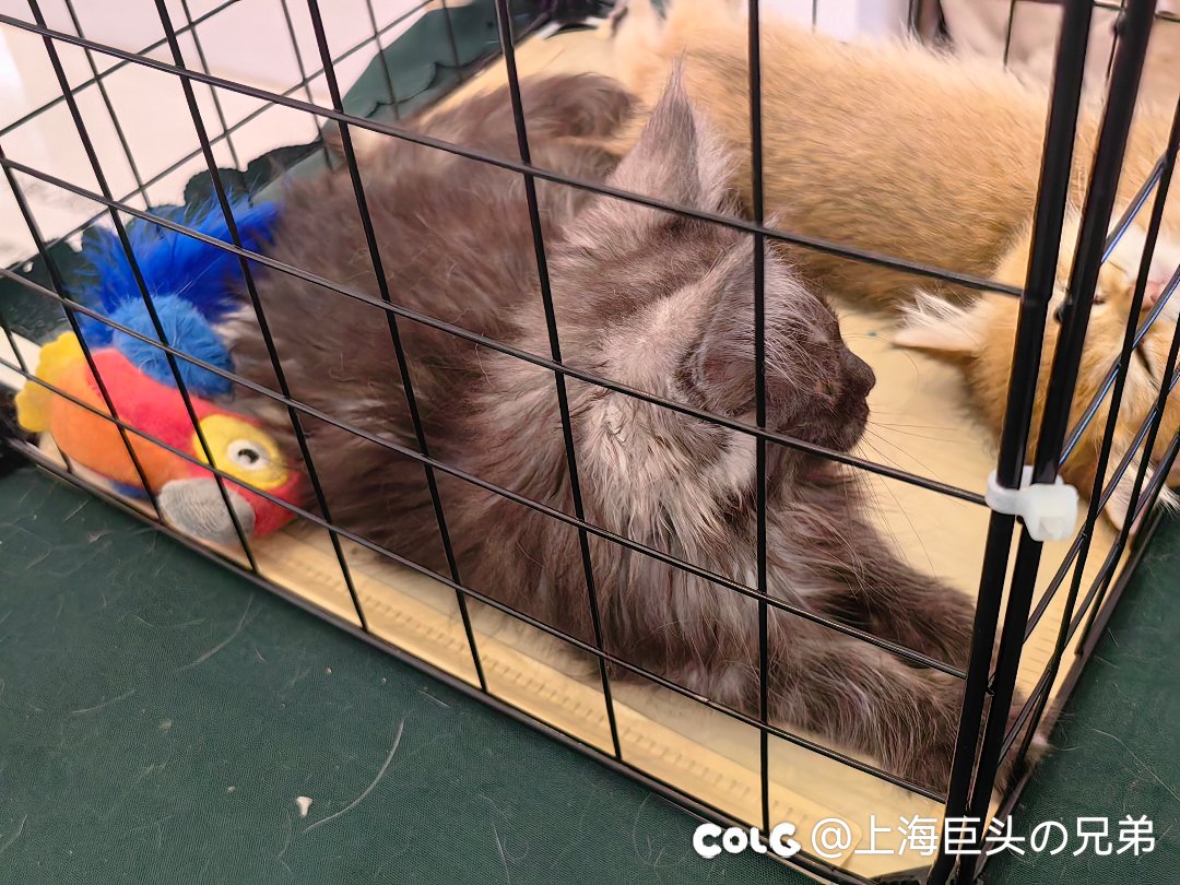 今日猫猫5.266