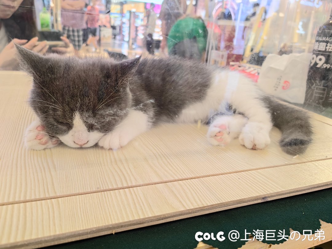 今日猫猫5.268