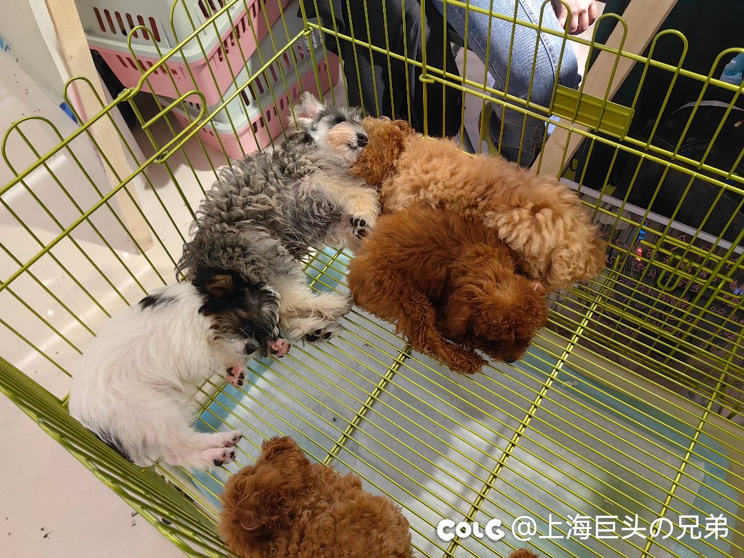 今日猫猫5.269