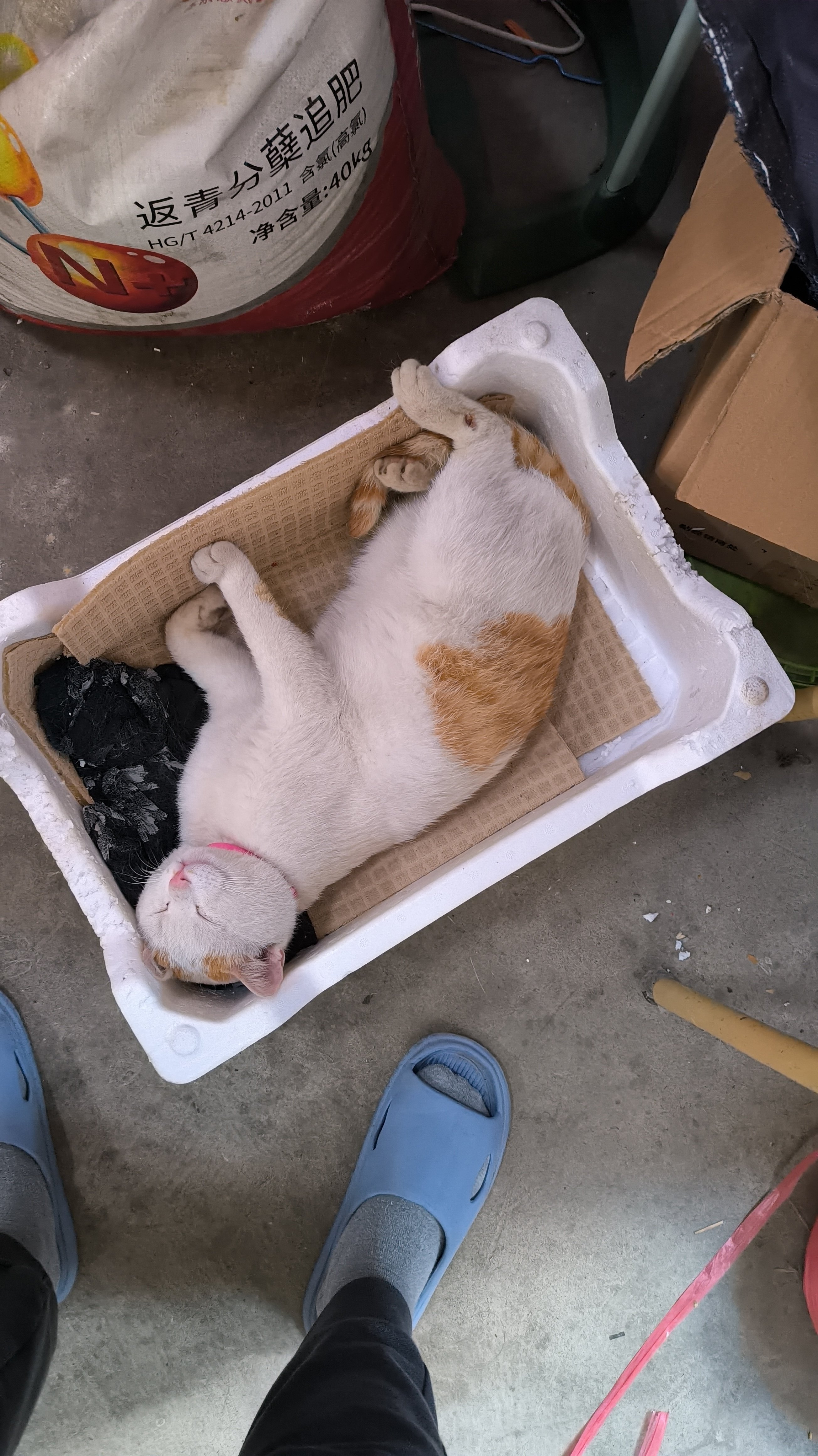 反转了，吃饱了就是胖猫1