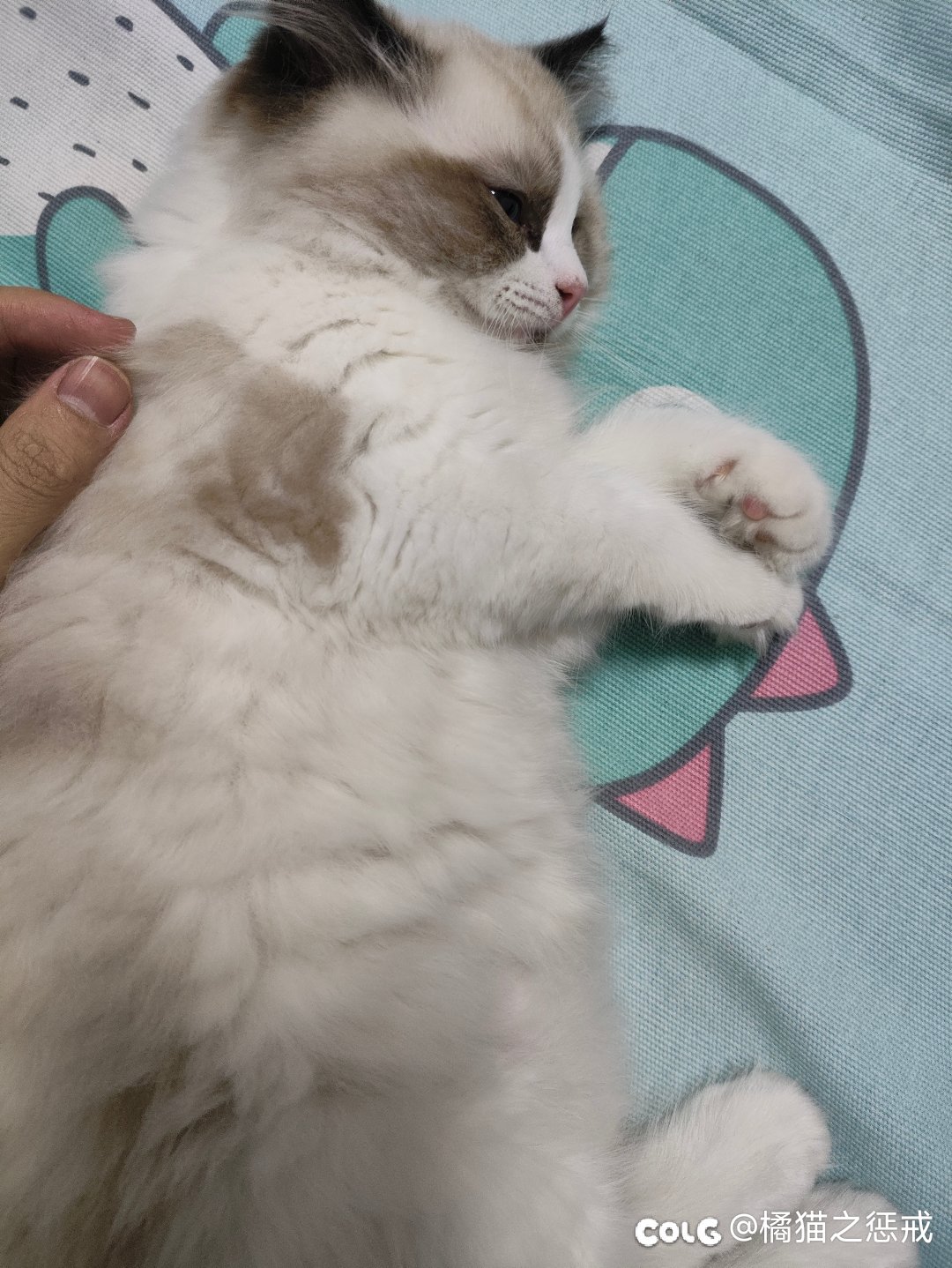 快618了该买啥猫粮比较好？1