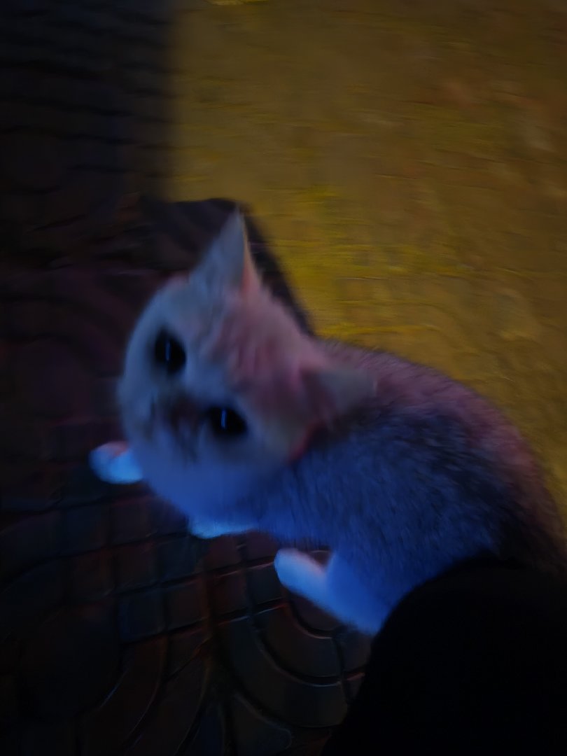 发现一只黏人的小野猫1
