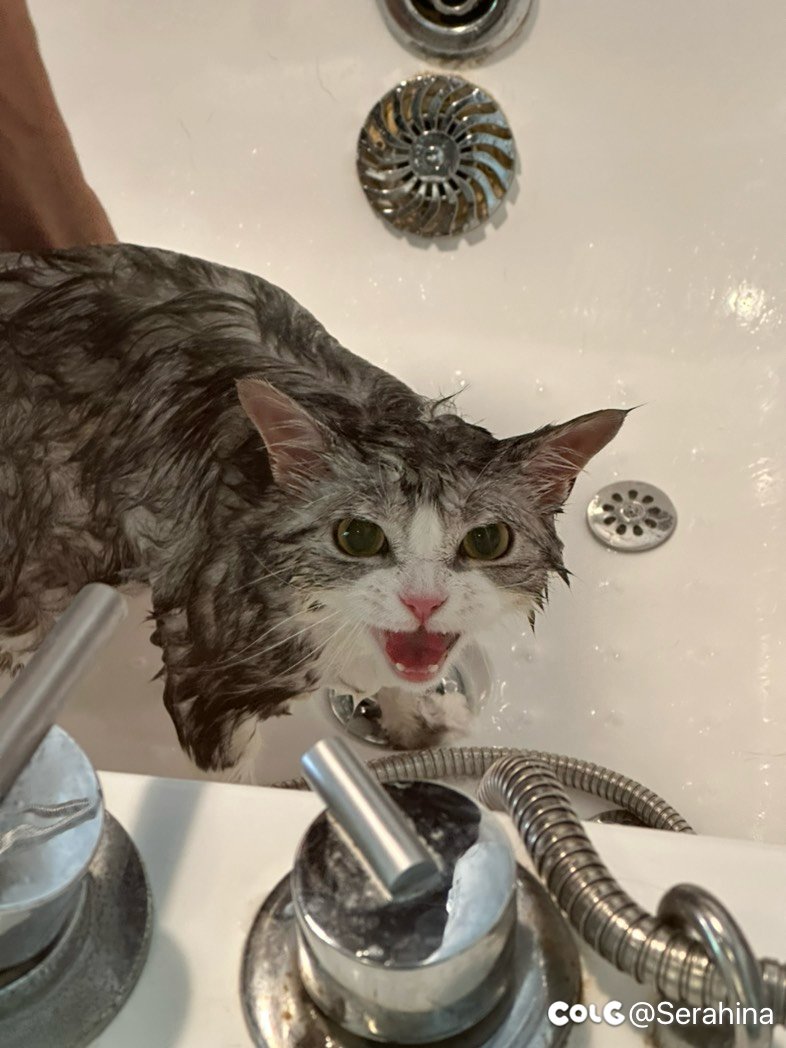 昨天给猫洗了个澡1