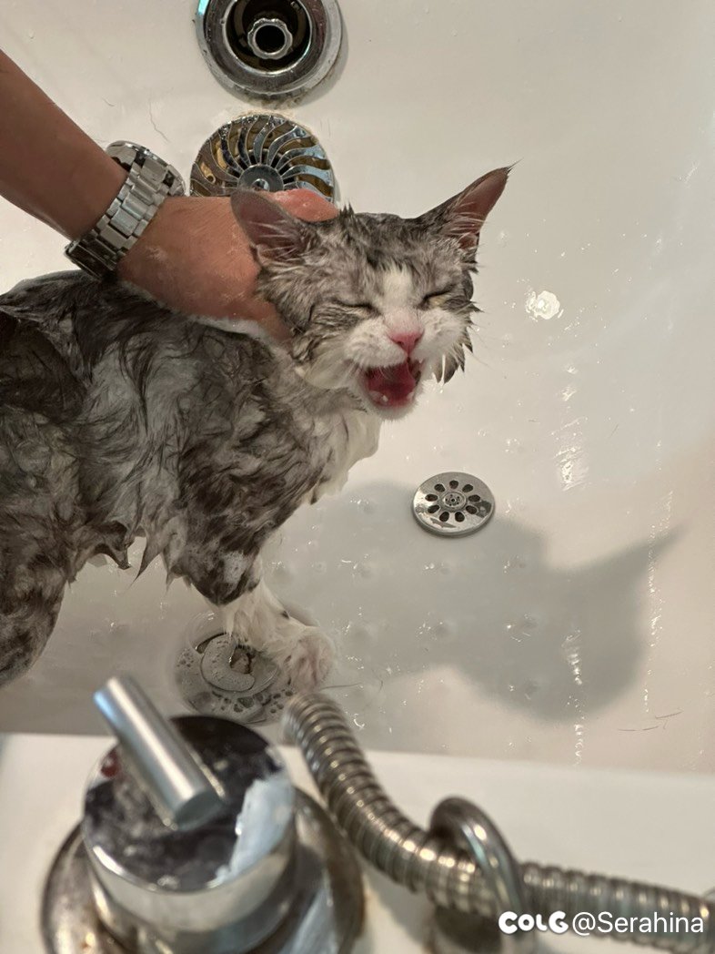 昨天给猫洗了个澡2