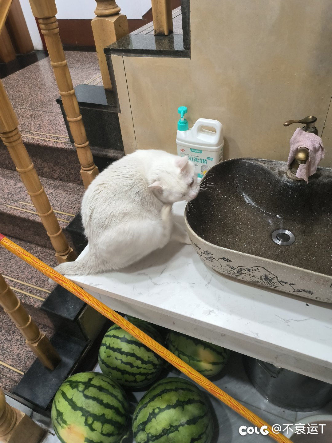 宝，你是一只挠不到脑壳的肥猫1