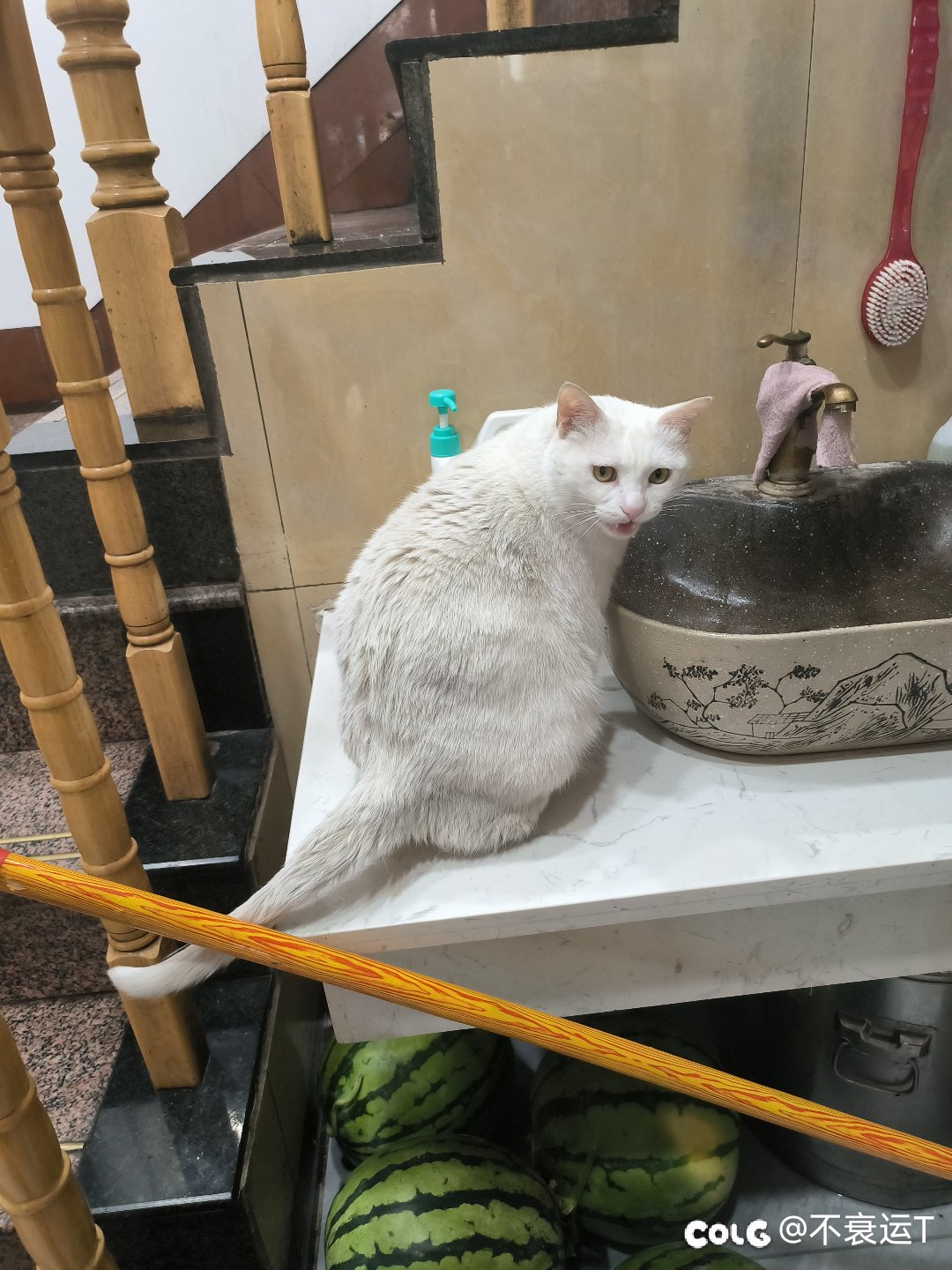 宝，你是一只挠不到脑壳的肥猫2
