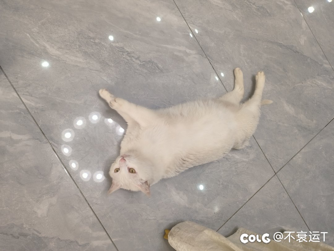 宝，你是一只挠不到脑壳的肥猫3
