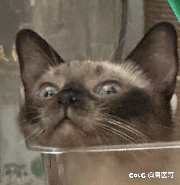 整点傻猫给大家看看6