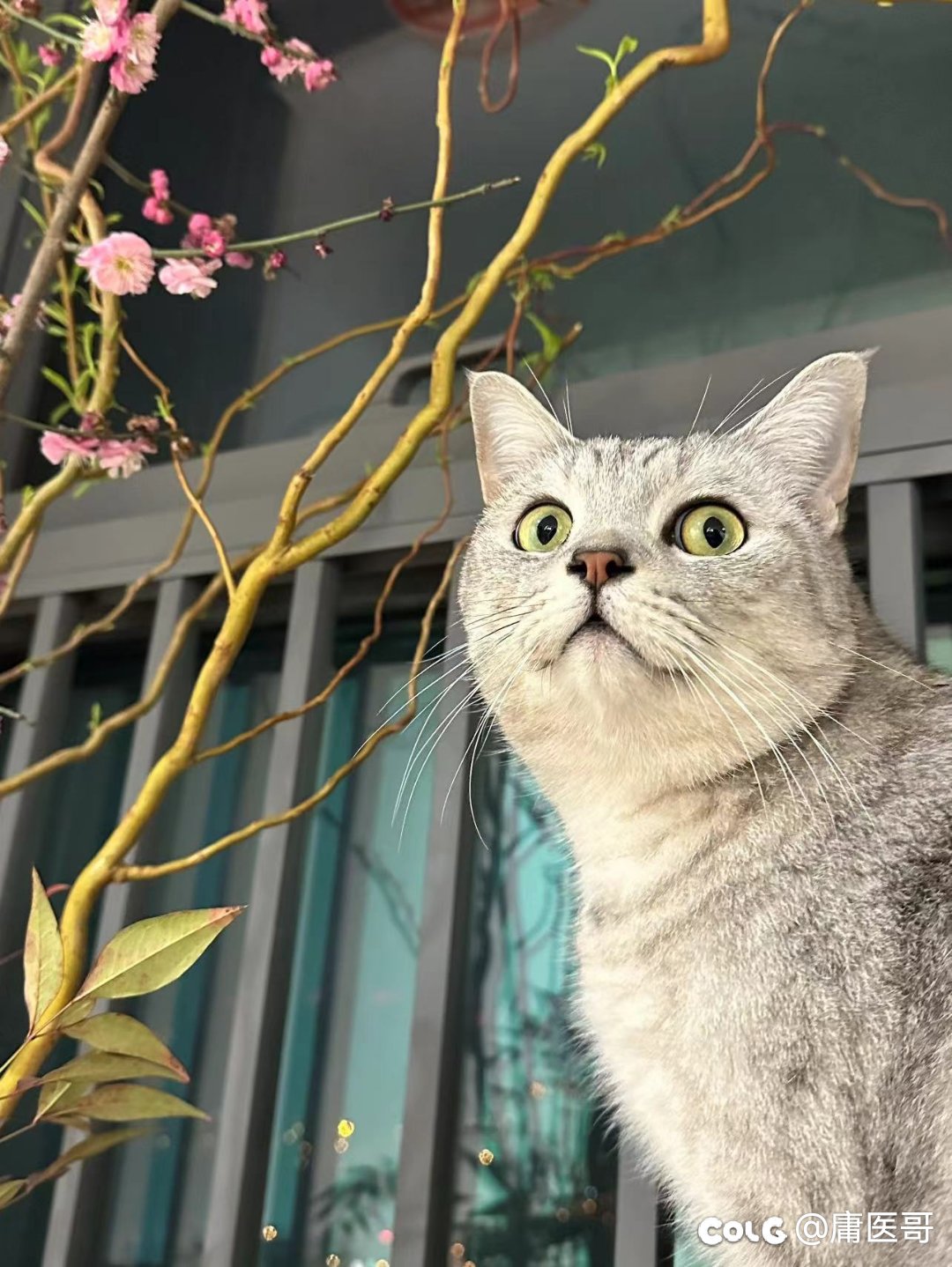 周二好累，发点猫猫1