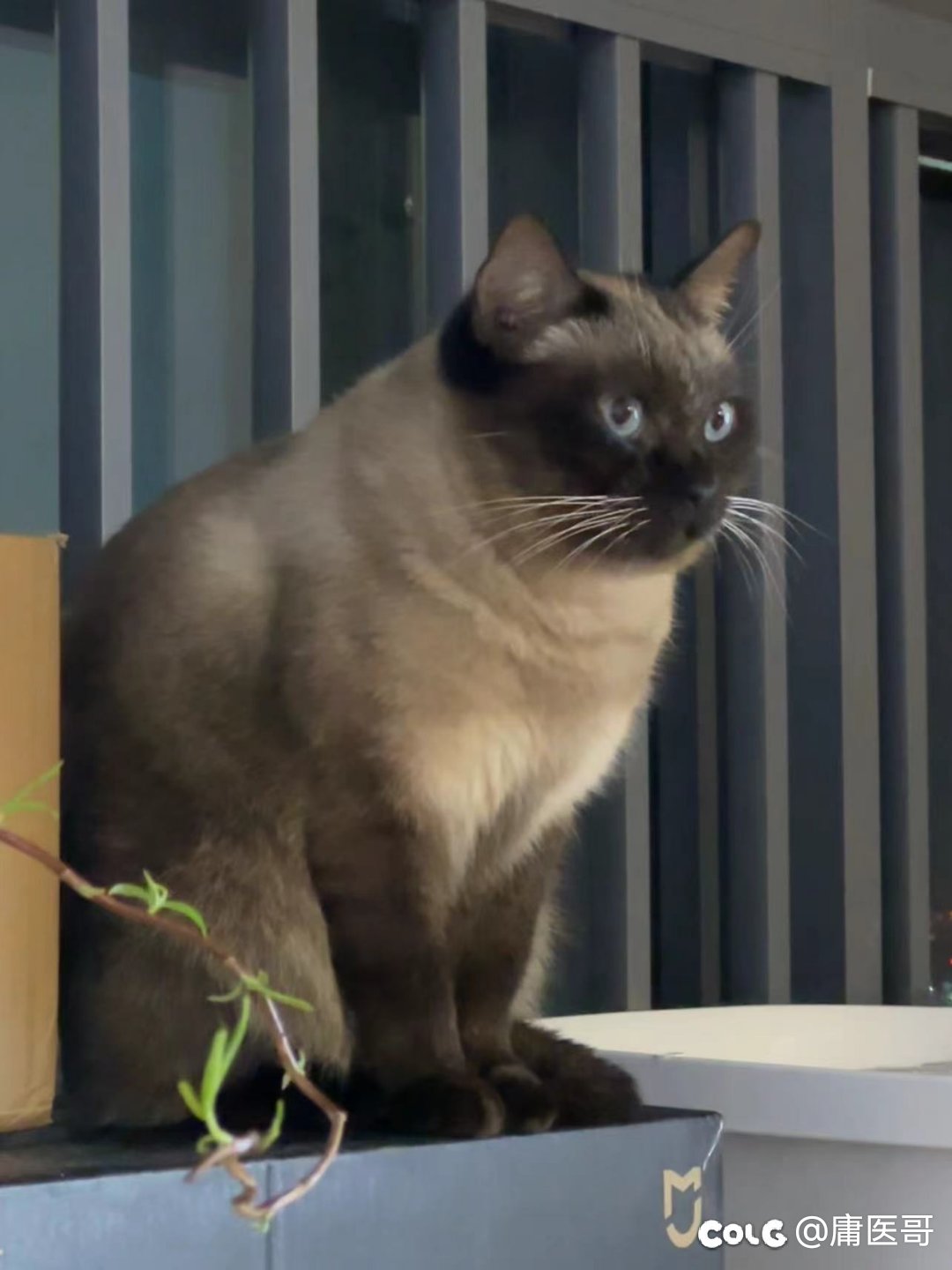 周二好累，发点猫猫2