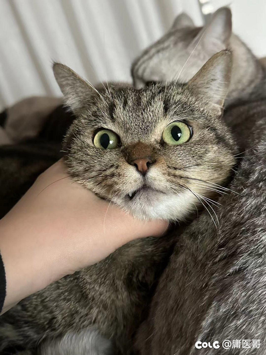 周二好累，发点猫猫3