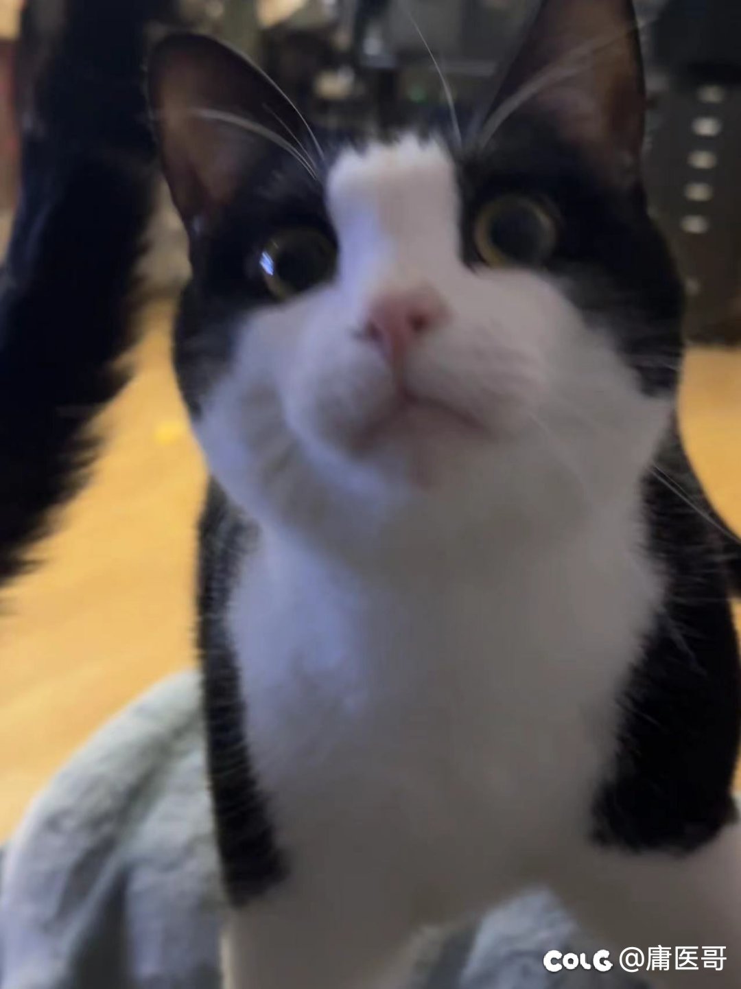 周二好累，发点猫猫4