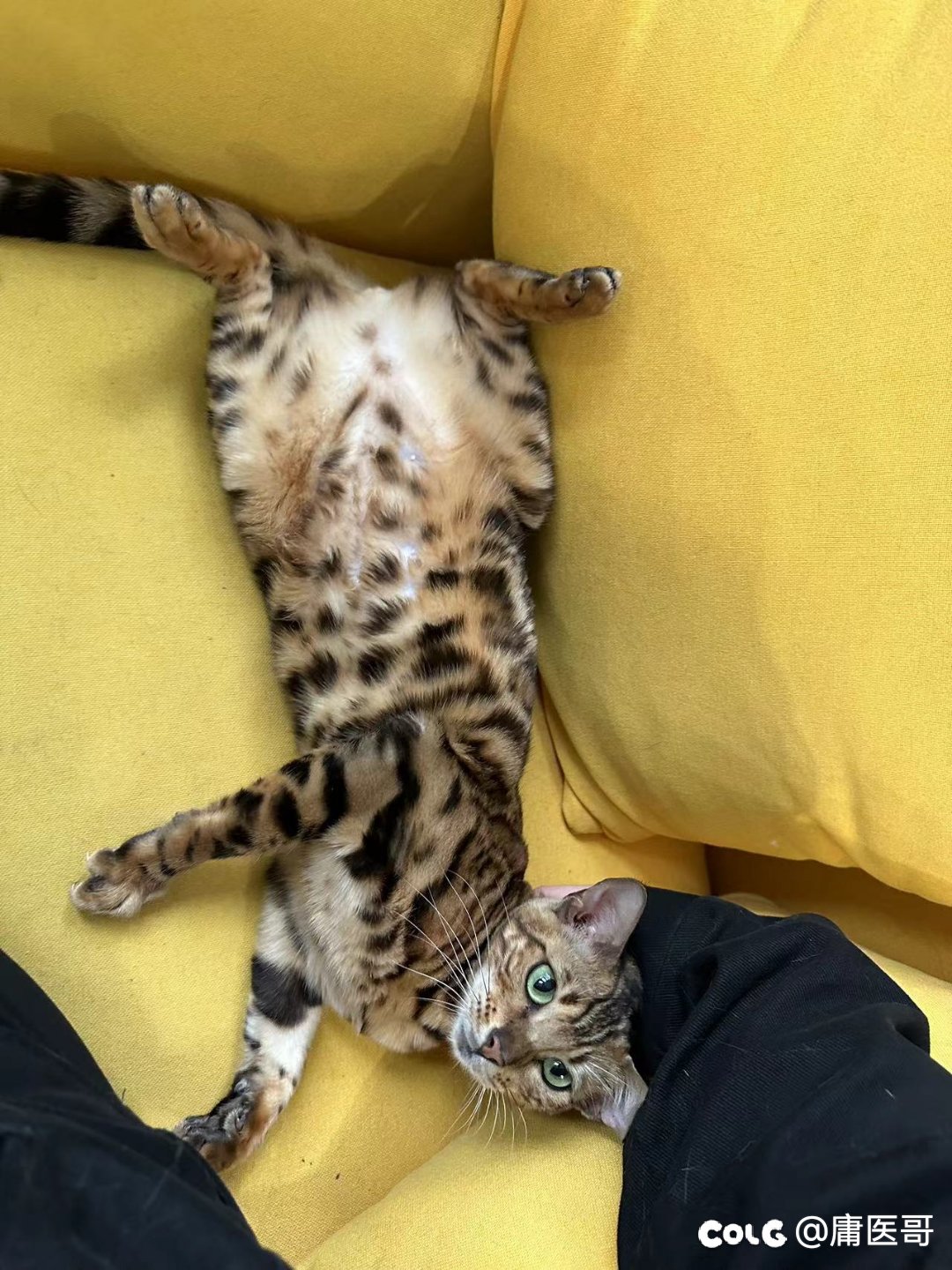 周二好累，发点猫猫6