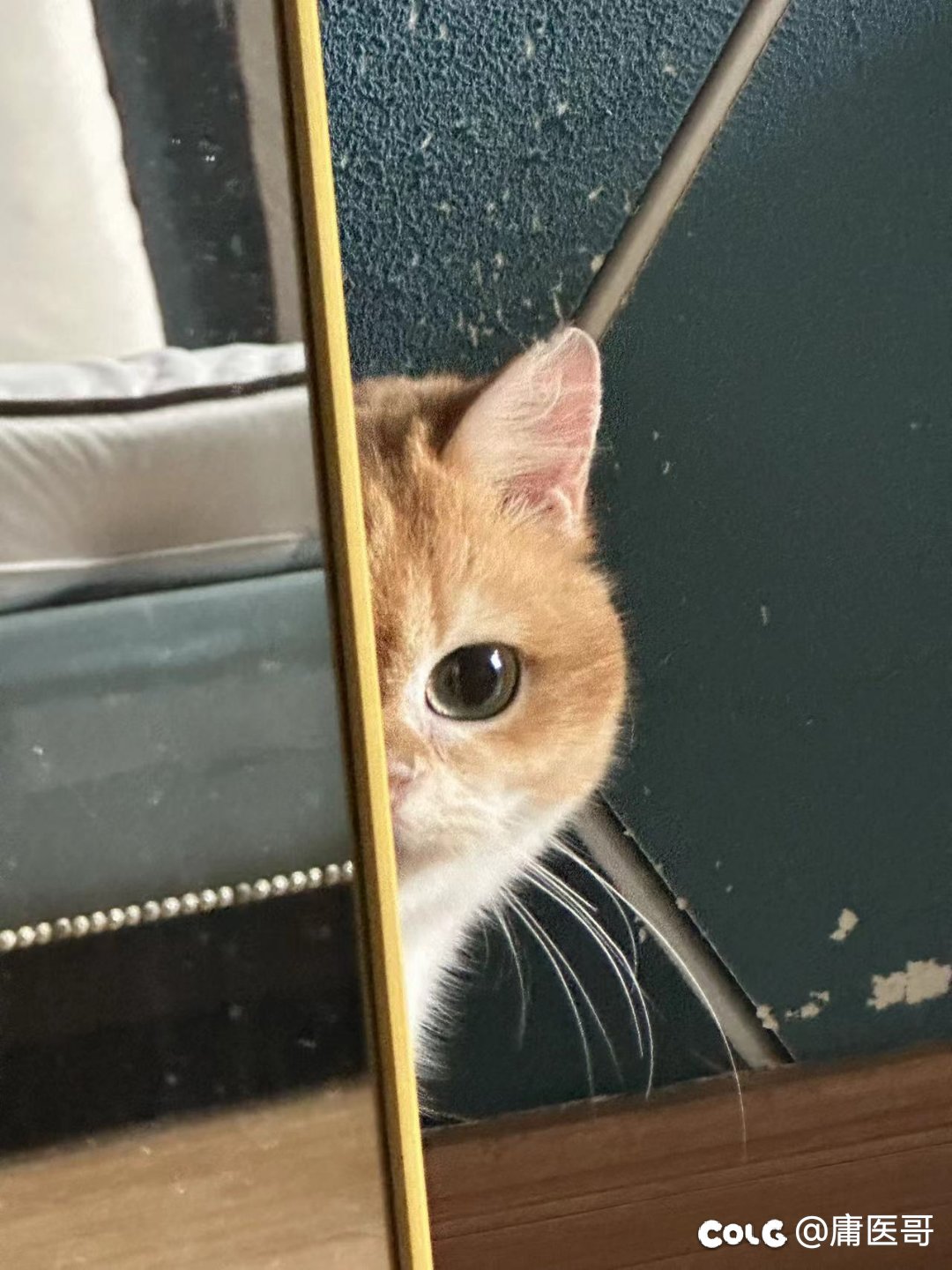 周二好累，发点猫猫7