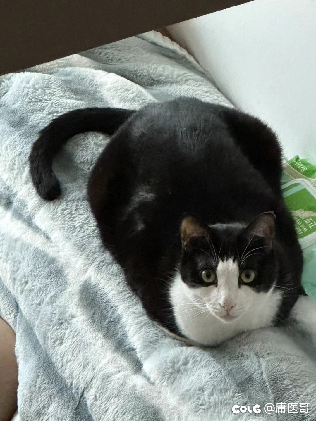 周二好累，发点猫猫8