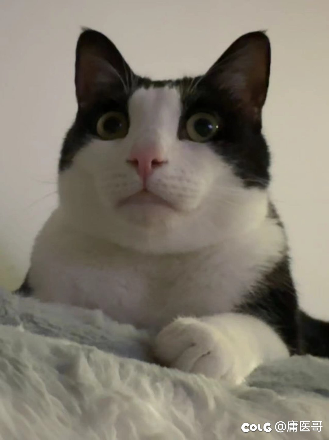 周二好累，发点猫猫10