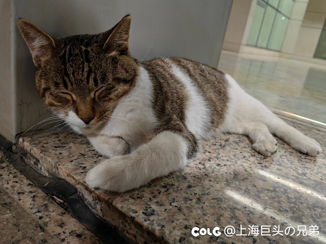 今日猫猫6.41