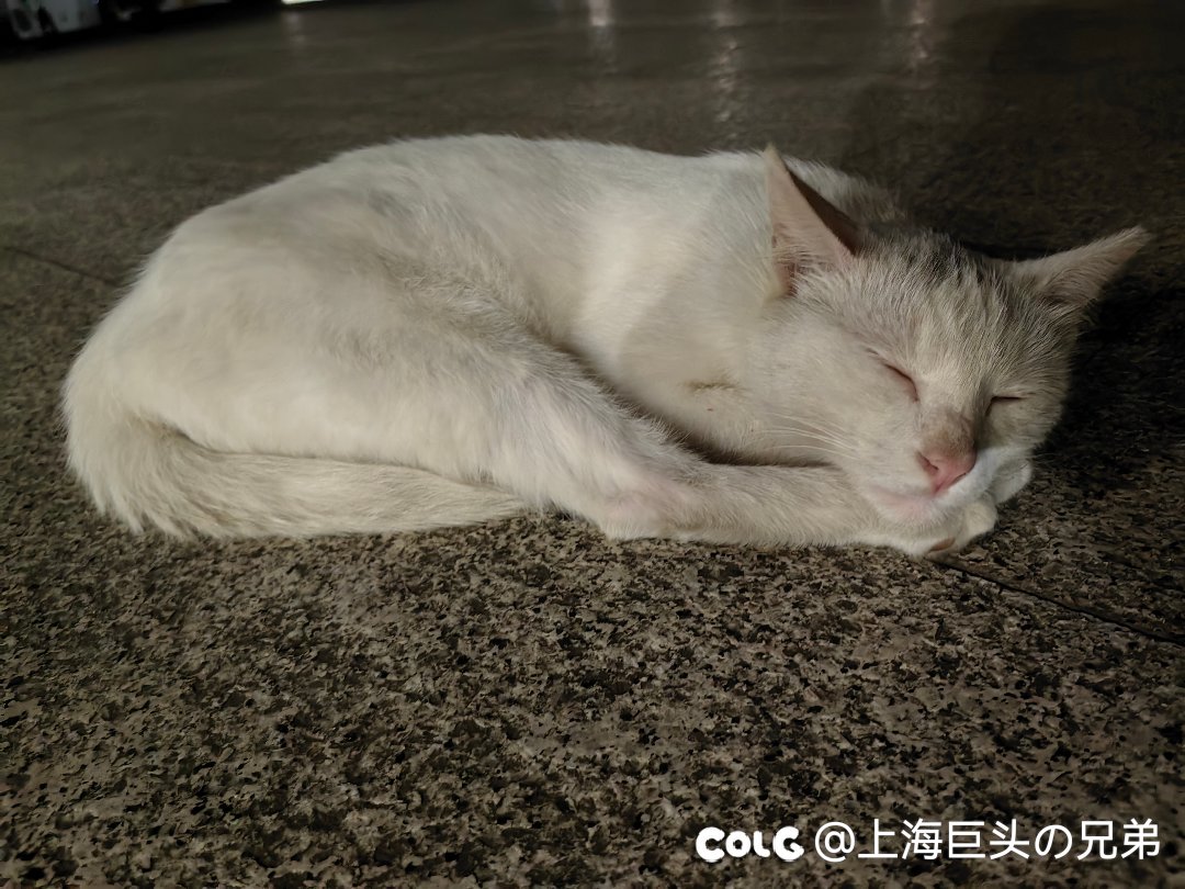 今日猫猫6.42