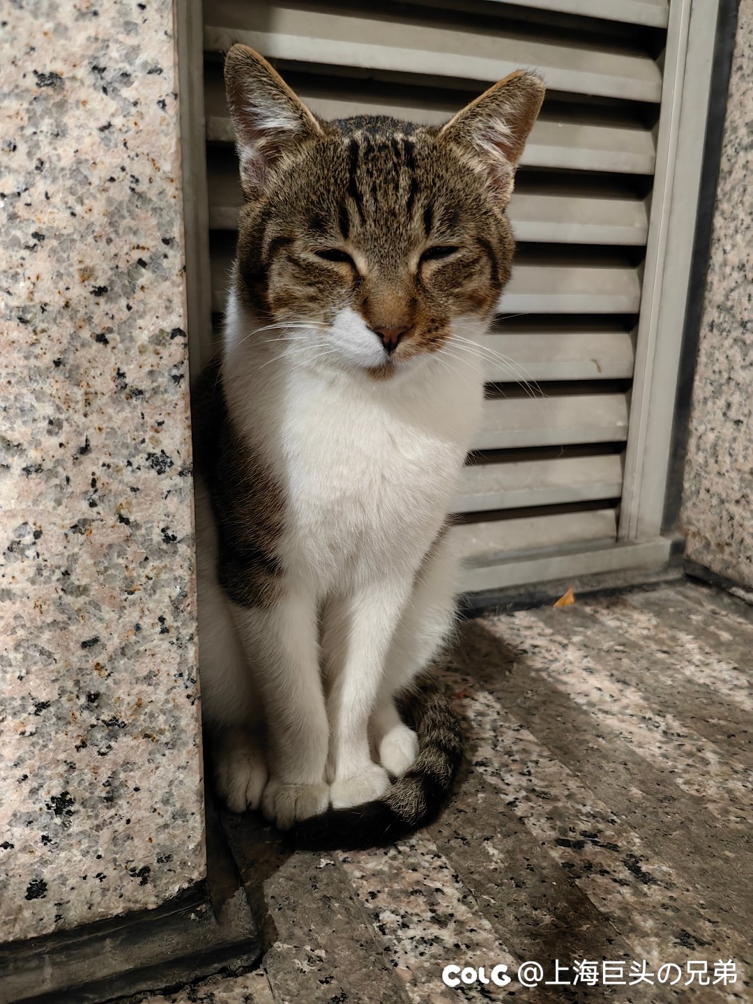 今日猫猫6.51