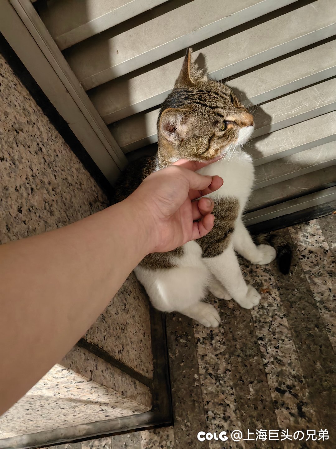 今日猫猫6.52