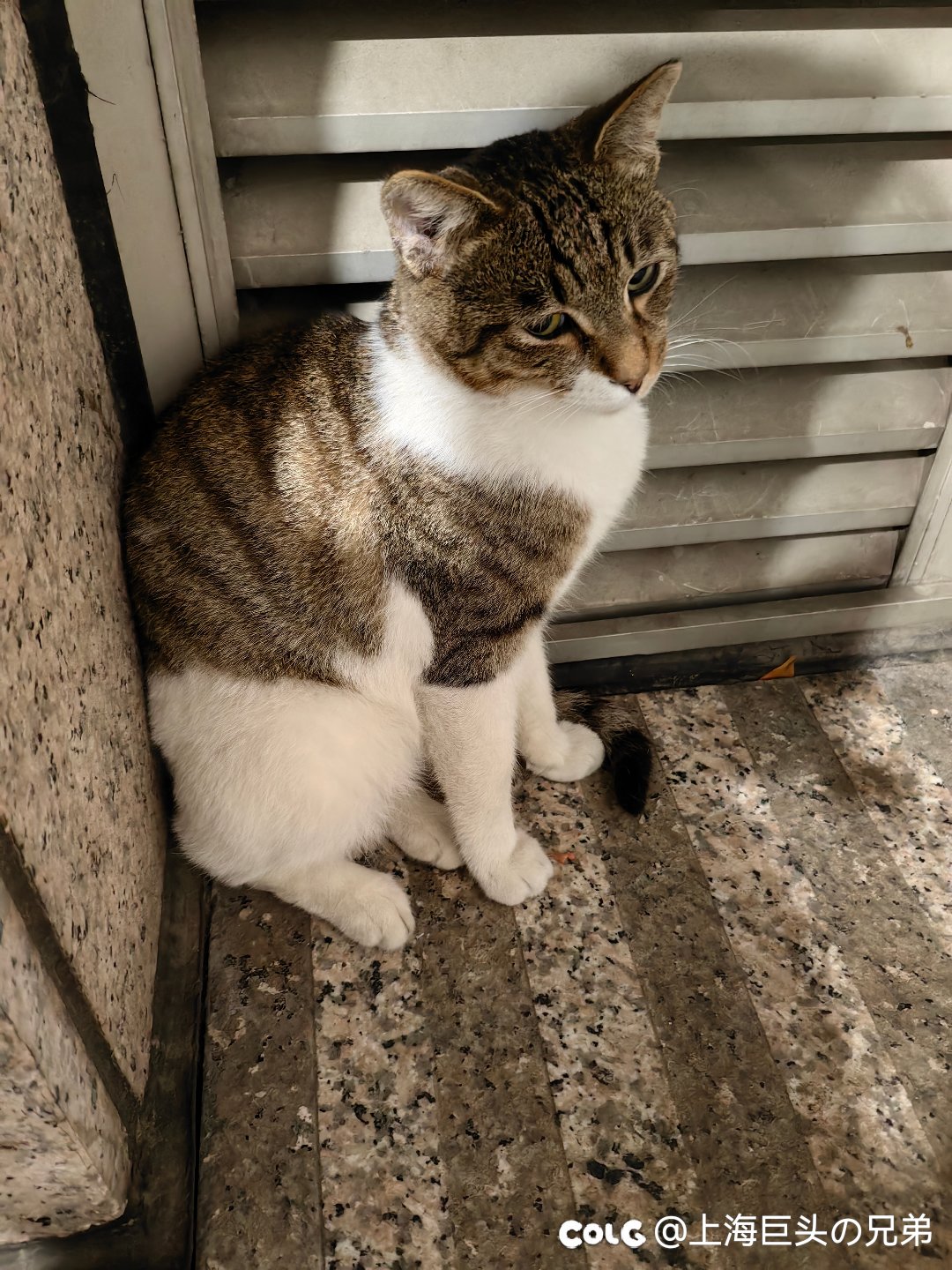 今日猫猫6.53