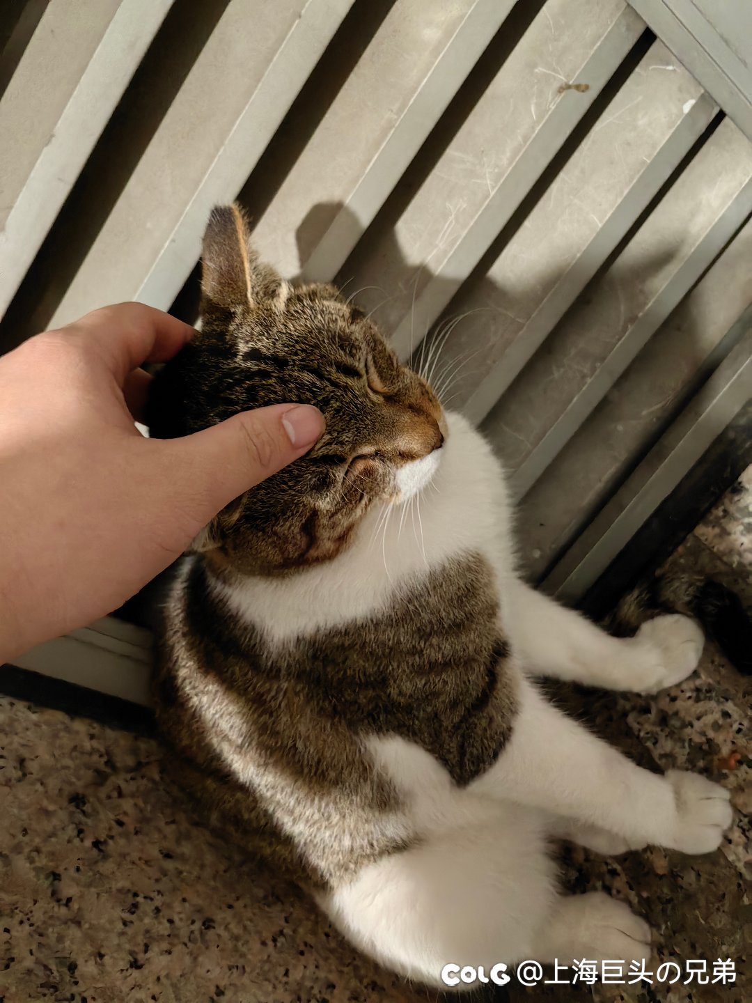 今日猫猫6.54
