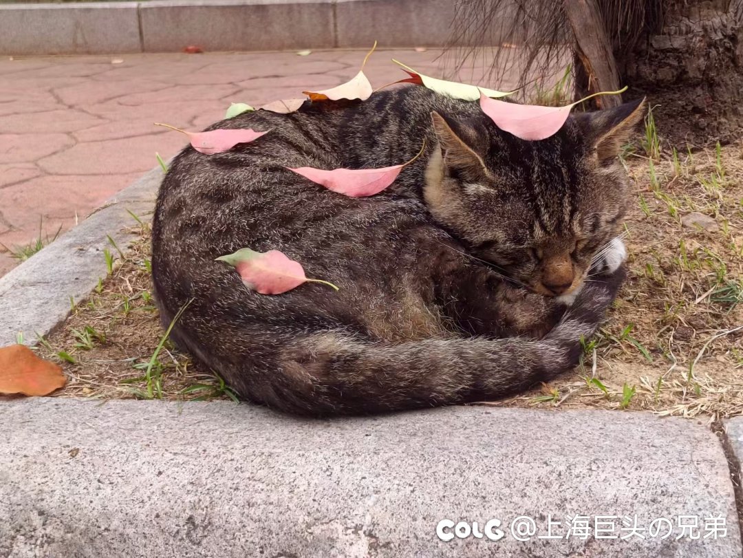 今日猫猫6.71