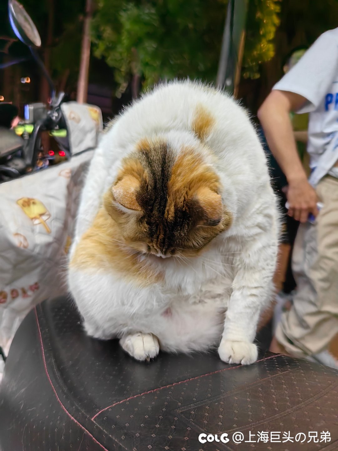 今日猫猫6.91