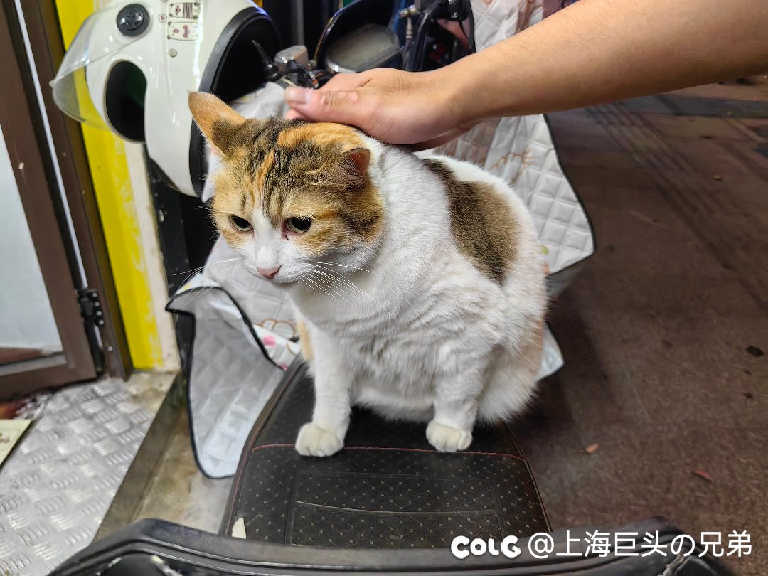 今日猫猫6.92
