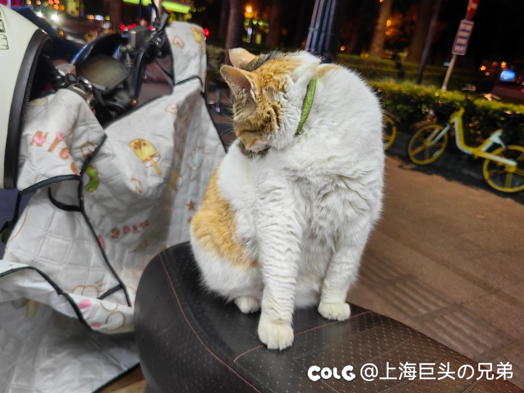 今日猫猫6.93