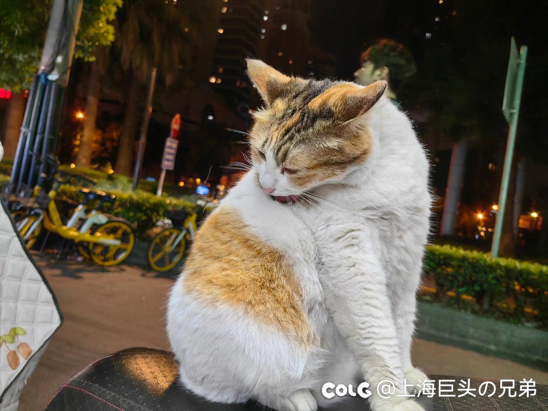 今日猫猫6.94