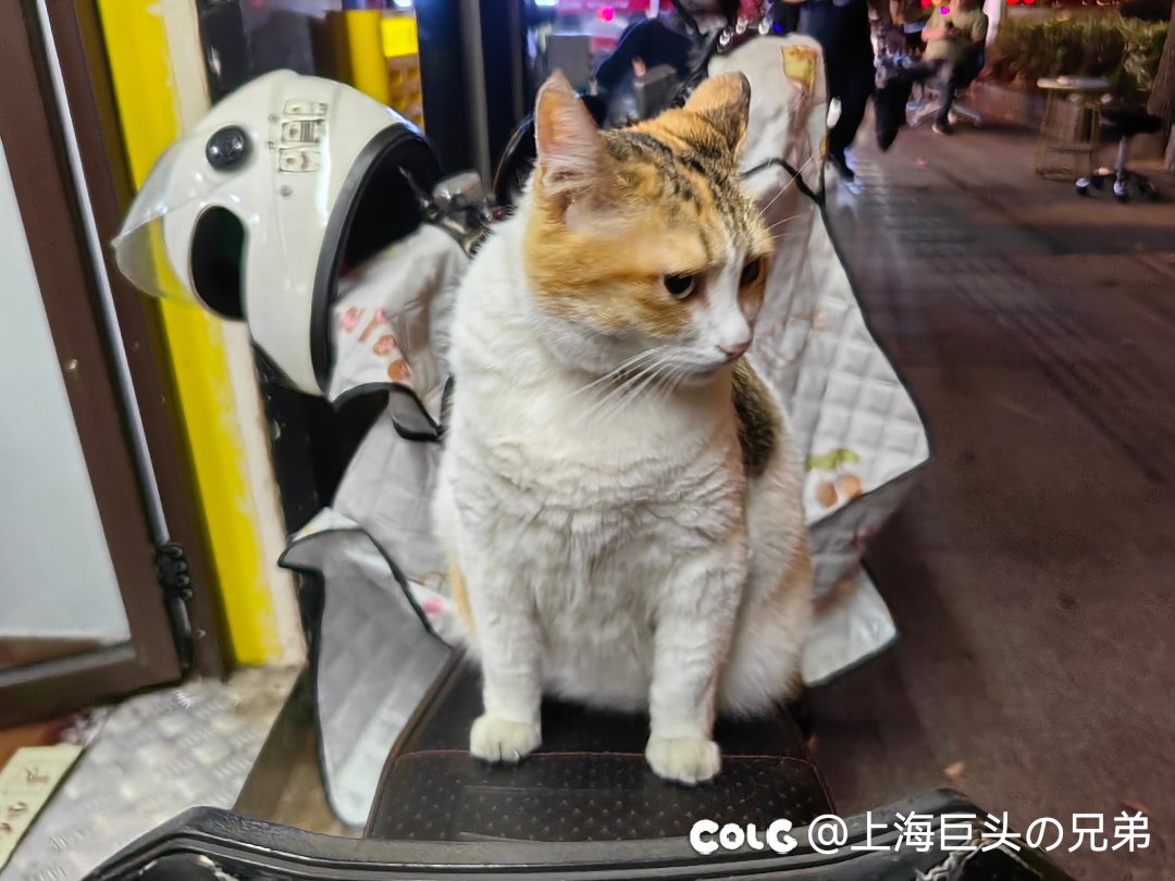 今日猫猫6.95