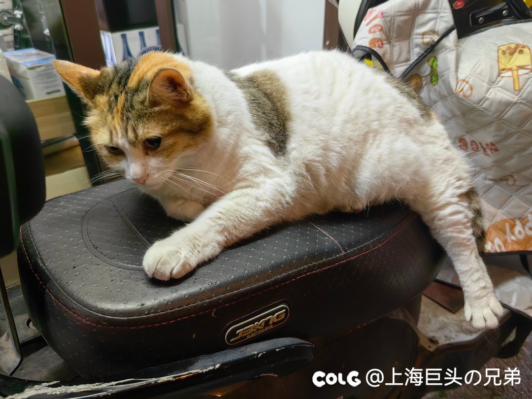 今日猫猫6.96