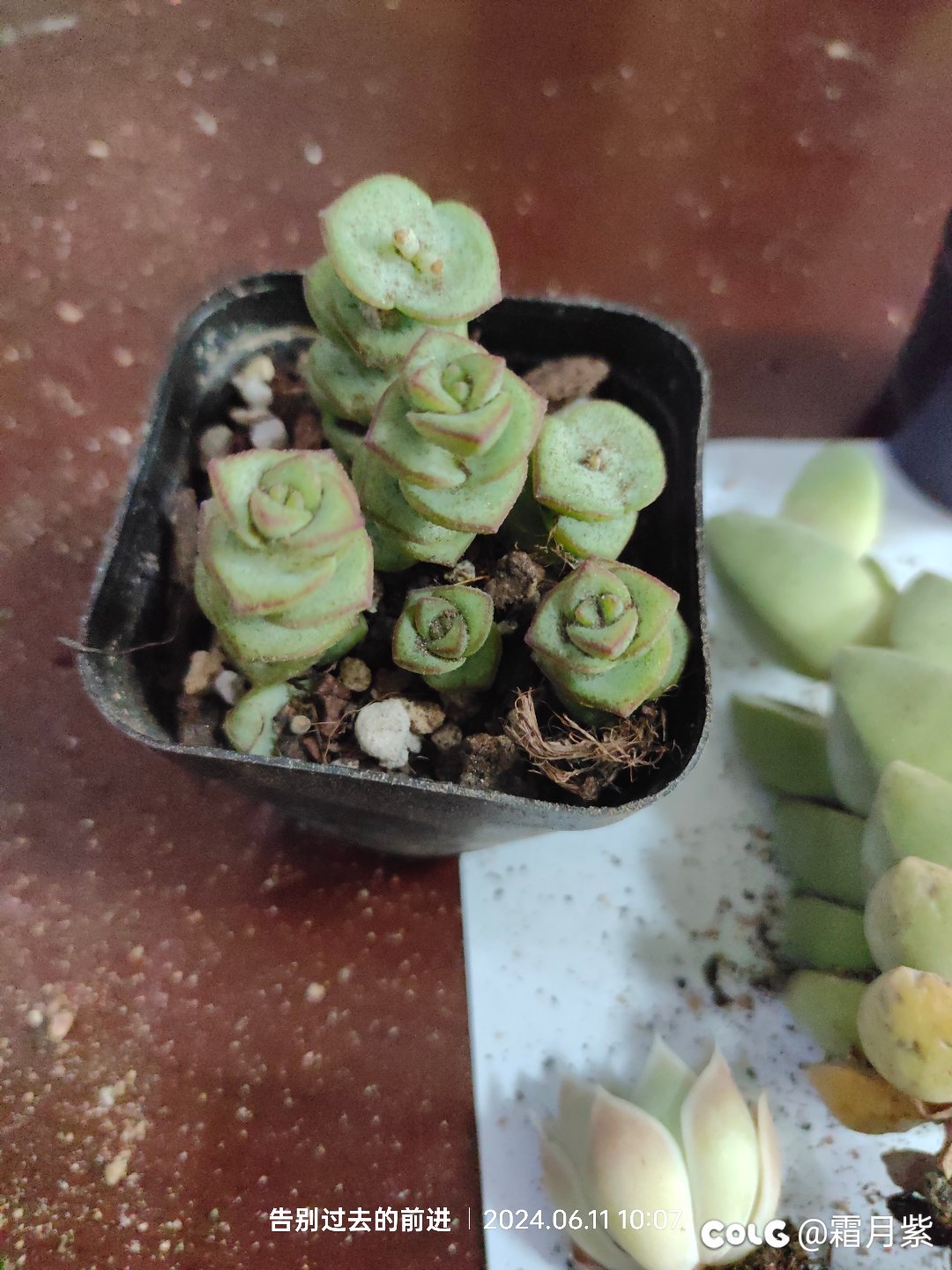 又燃起了养肉的信心1