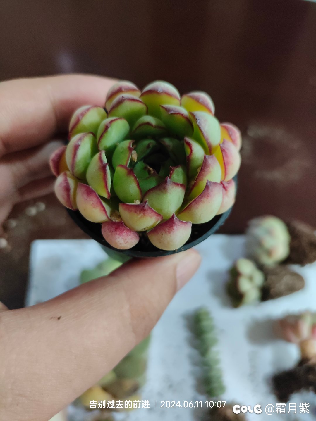 又燃起了养肉的信心2