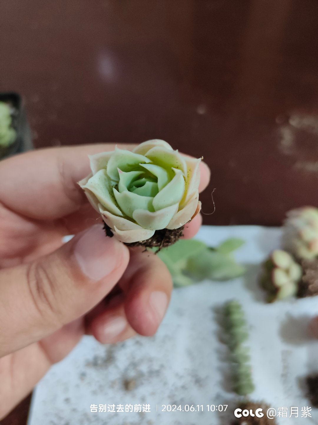 又燃起了养肉的信心3
