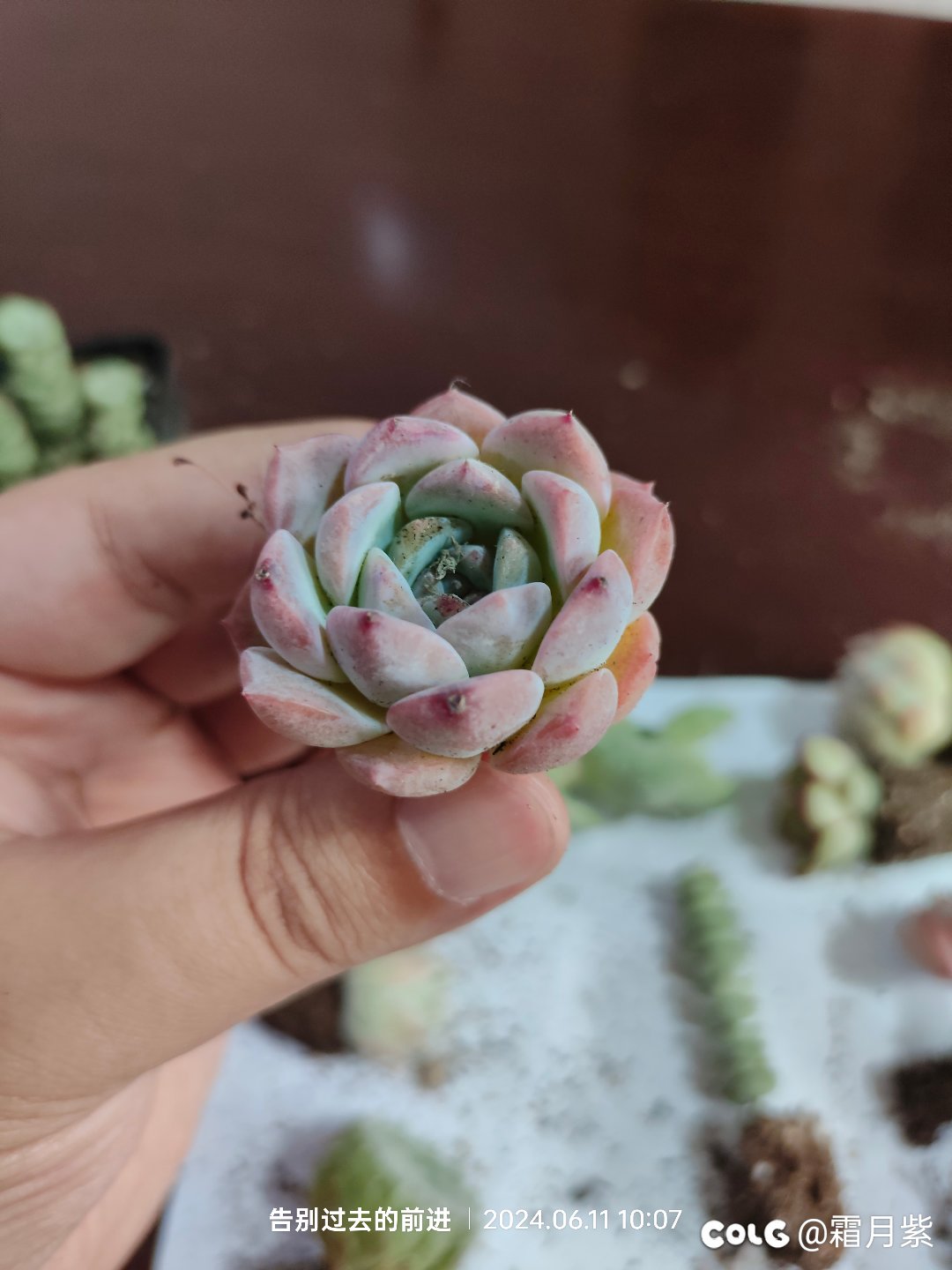 又燃起了养肉的信心4