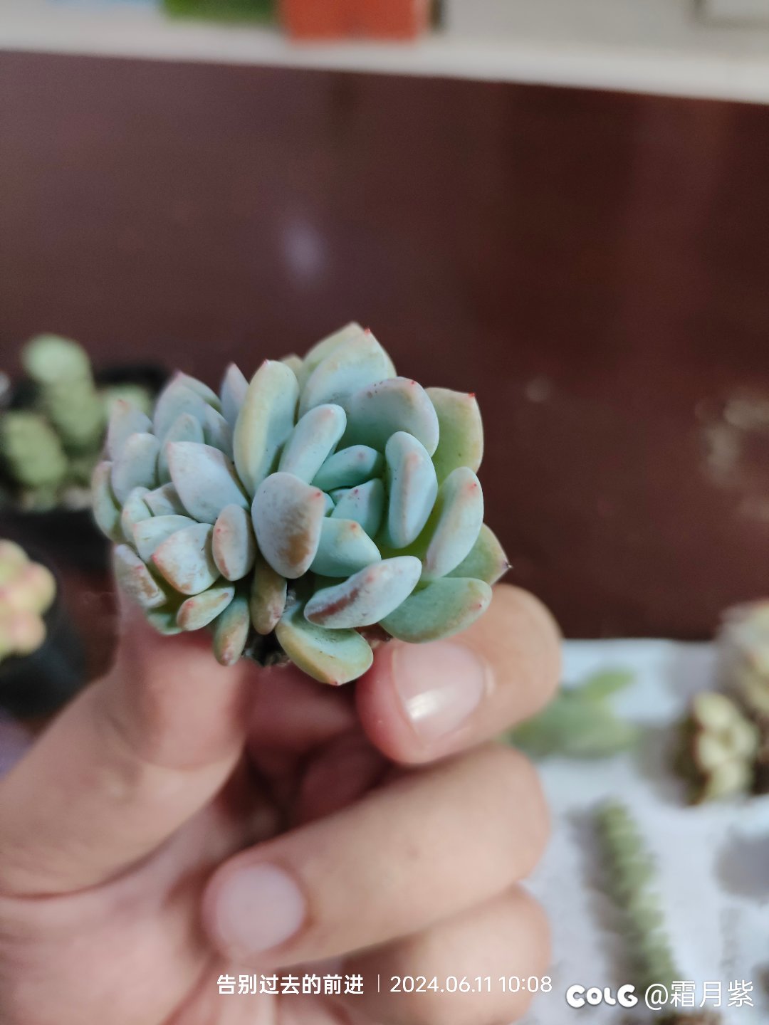 又燃起了养肉的信心5