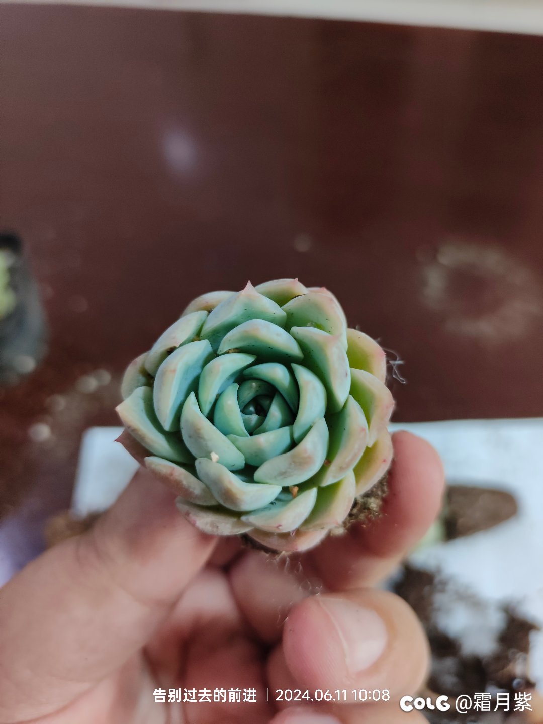 又燃起了养肉的信心7