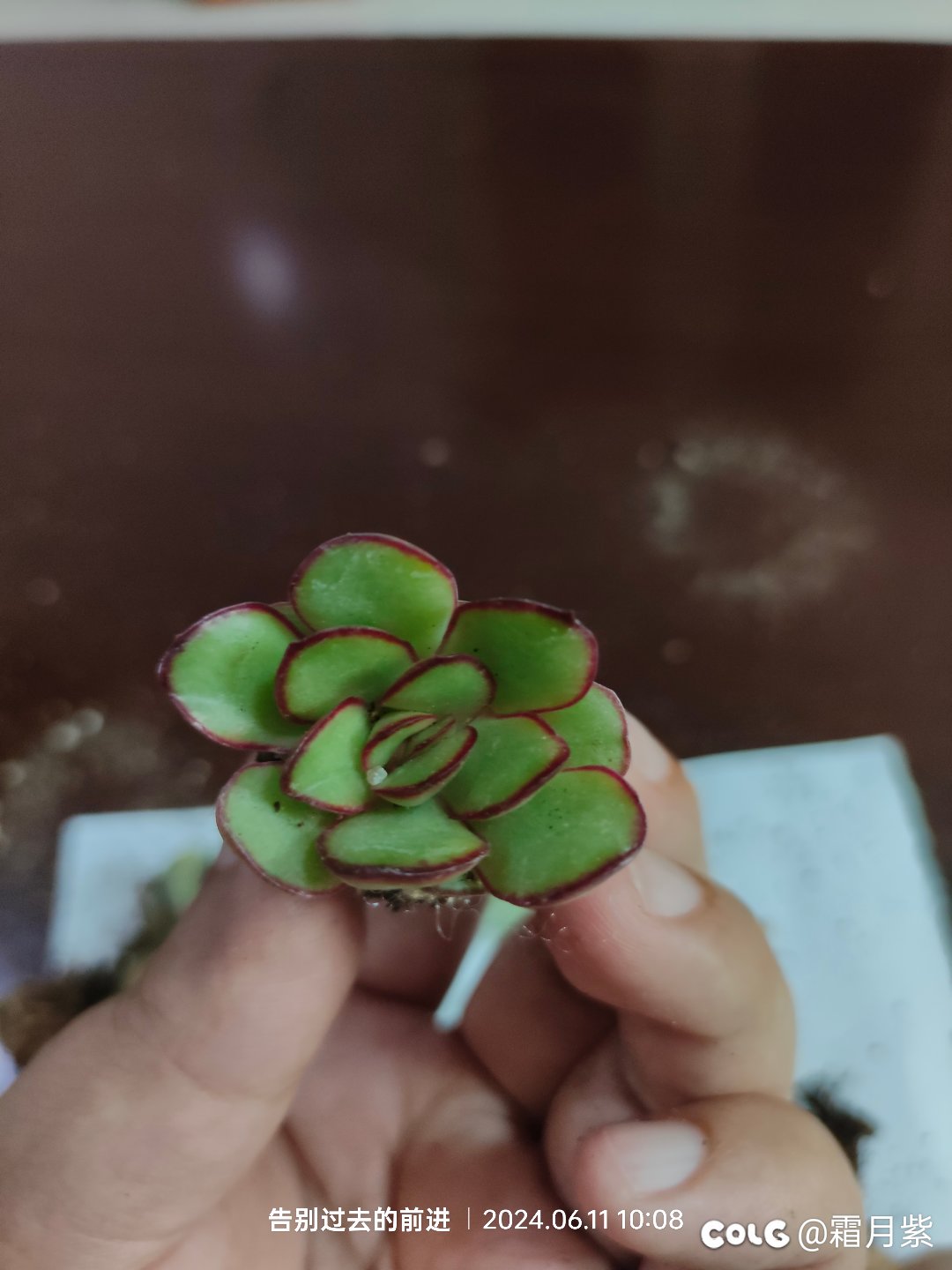 又燃起了养肉的信心8