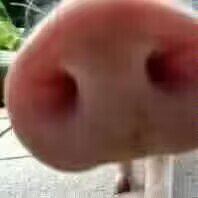 小🐷不是🐷2