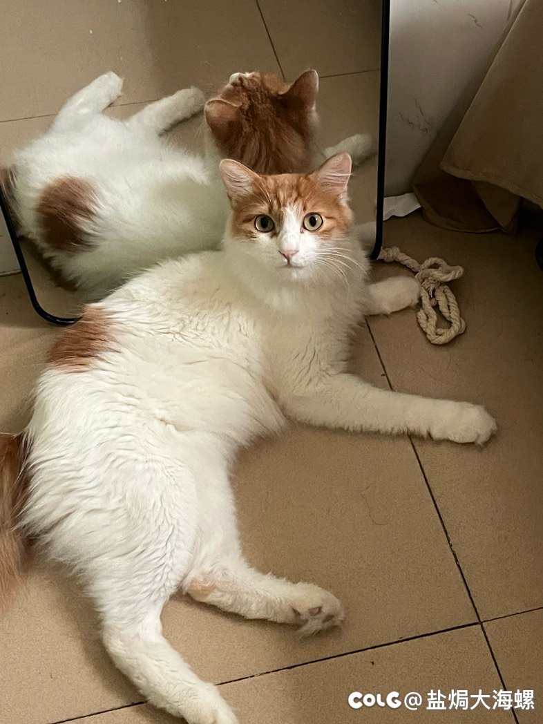 猫猫找个领养，广州白云1
