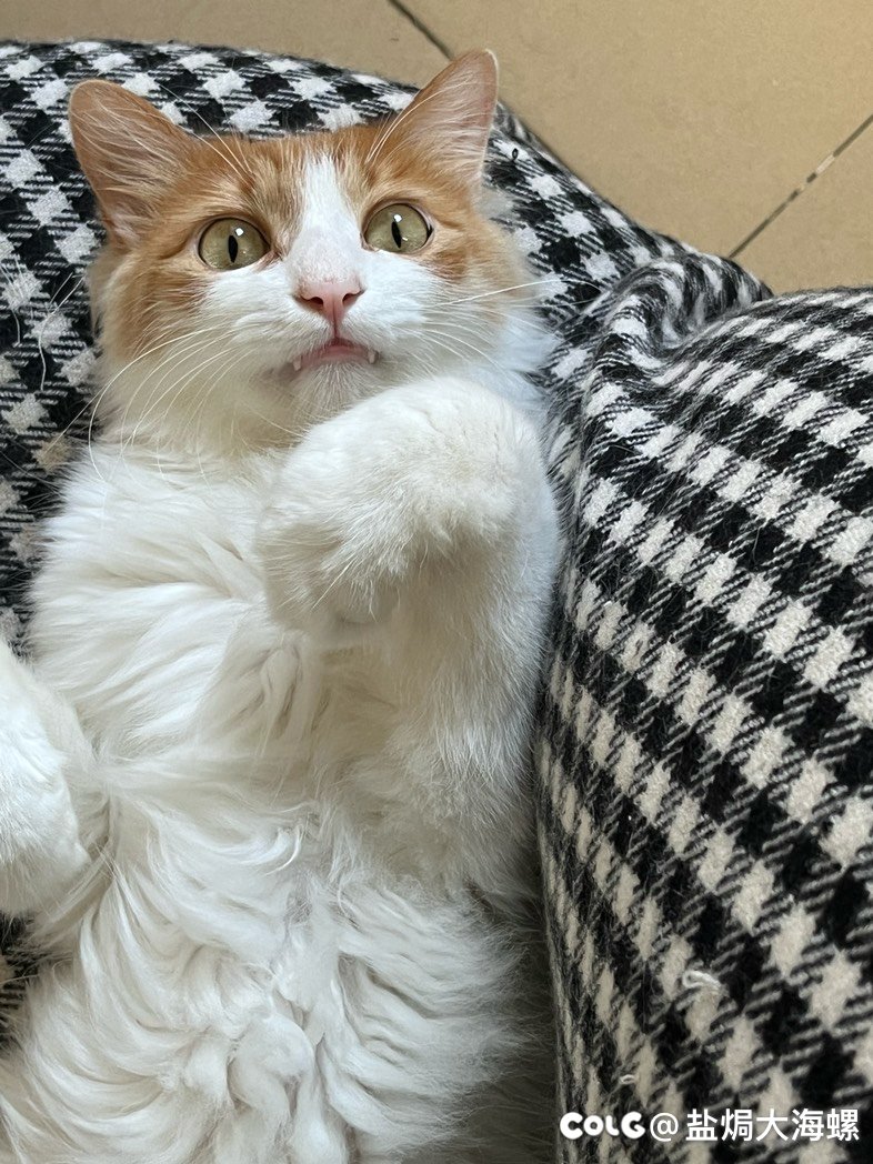 猫猫找个领养，广州白云2