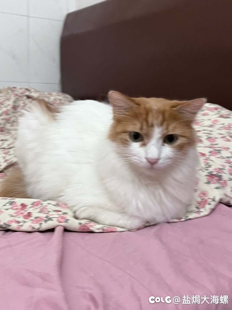 猫猫找个领养，广州白云3
