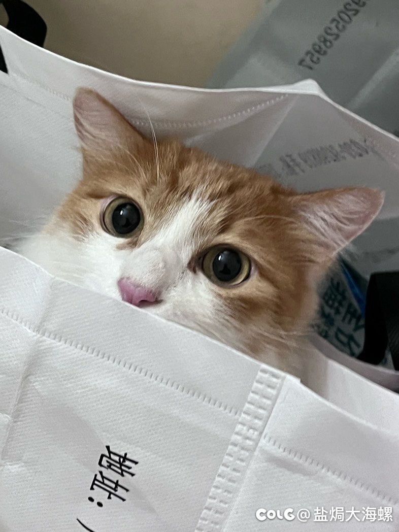 猫猫找个领养，广州白云4
